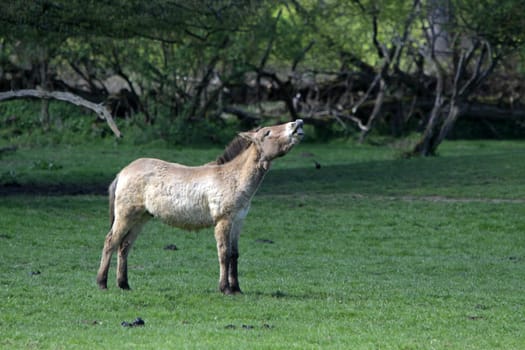 Przewalski Horse