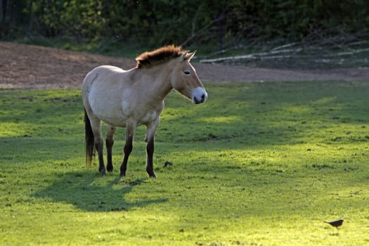 Przewalski Horse