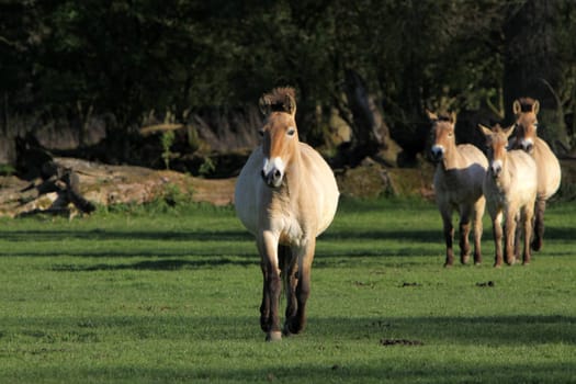 Przewalski Horse