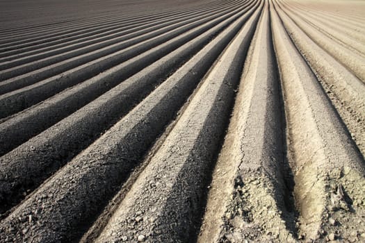 Arable furrows for carrot cultivation