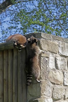 Raccoon