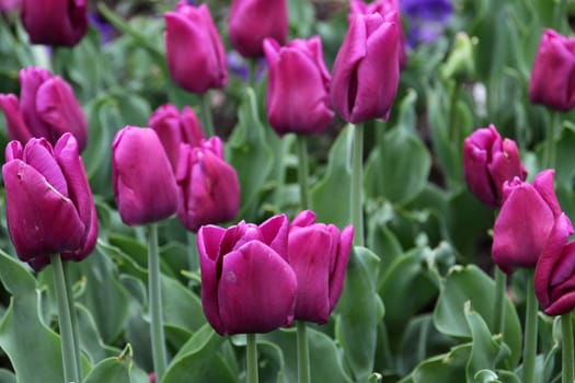 Violet tulips