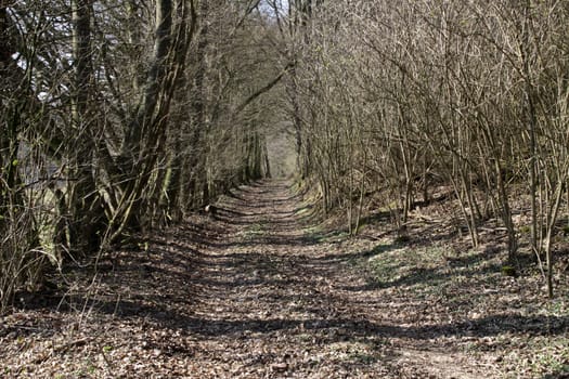 forest path