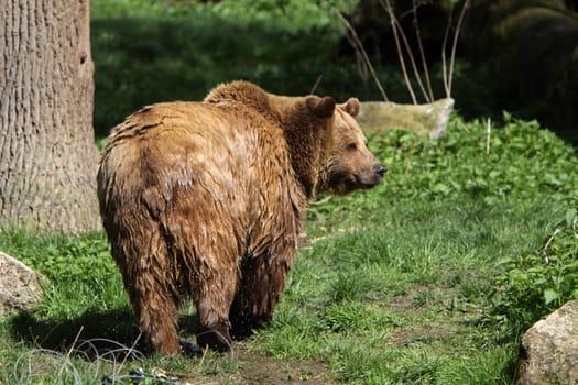 Brown bear
