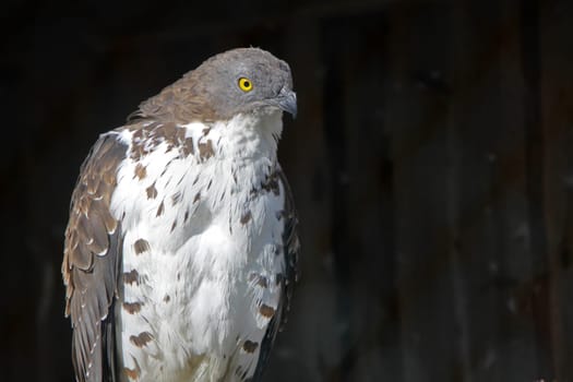 Wasp buzzard