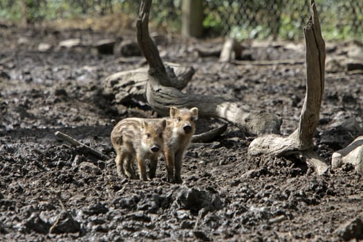 Wild boar freshlings