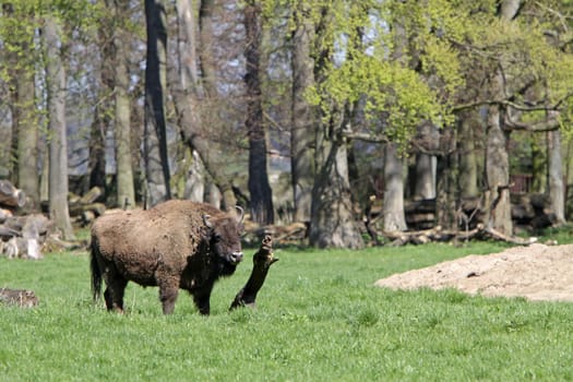 Wisent