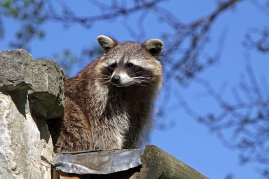 Raccoon
