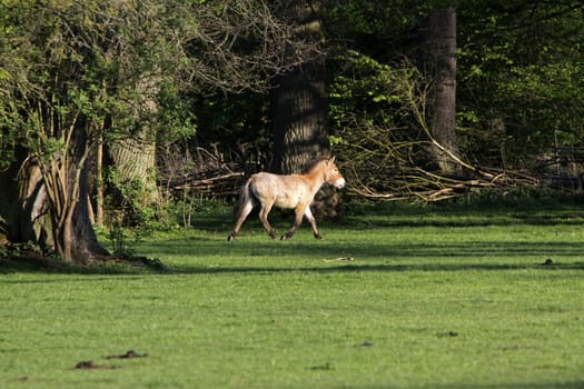 Przewalski Horse