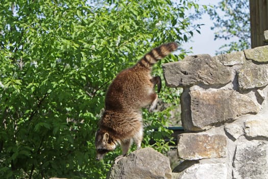Raccoon