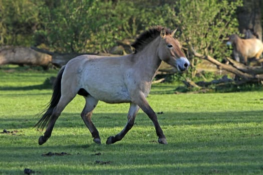 Przewalski Horse