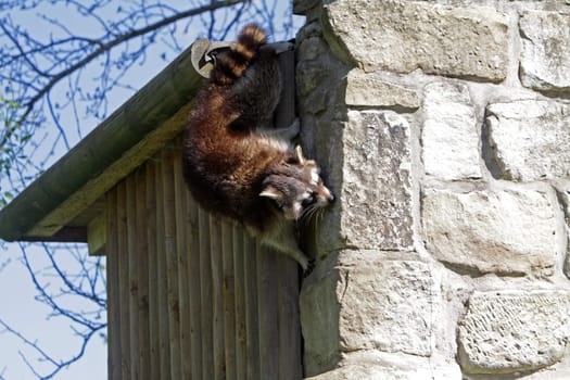 Raccoon