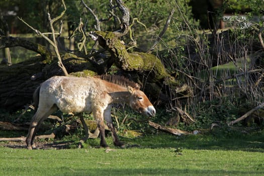 Przewalski Horse