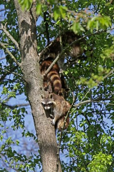 Raccoon