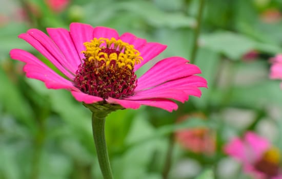Pink Zinnia elegans blossom