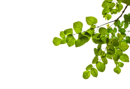 Green leaves isolated on white background