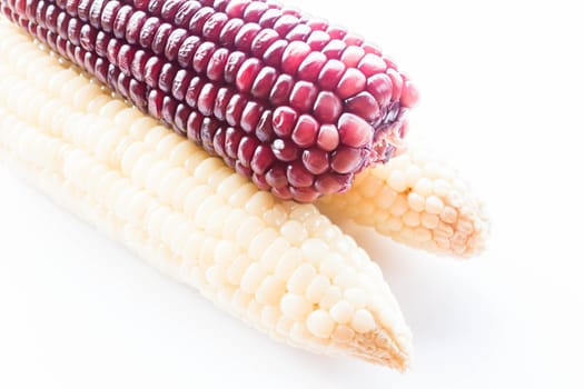 Violet and yellow corn cobs boiled isolated on white background, stock photo