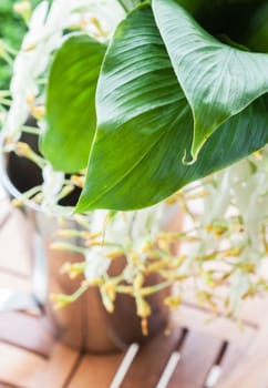Close up leaves of fresh flowers lent, stock photo