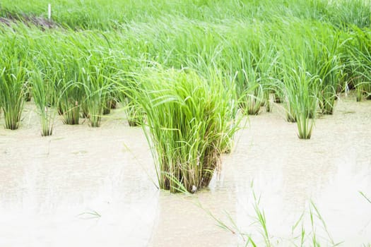 Crops demonstration in windy field, stock photo