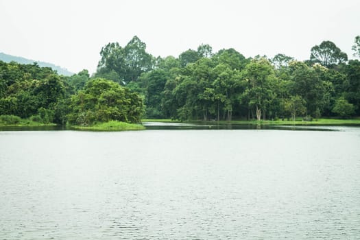 Green trees and water scene in the park, stock photo