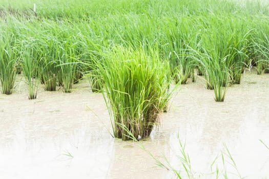 Agriculture demonstration field in day light, stock photo