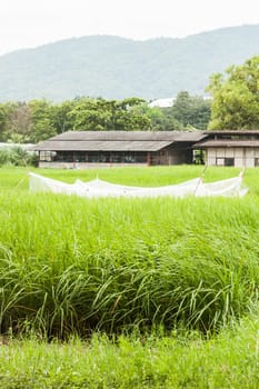 Crops field and shed in front of the mountain, stock photo