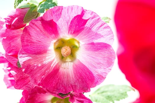 Malve,Malva arborea