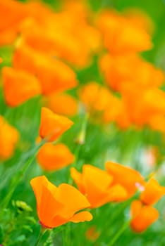 California poppy