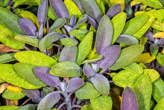 Sage,Salvia officinalis