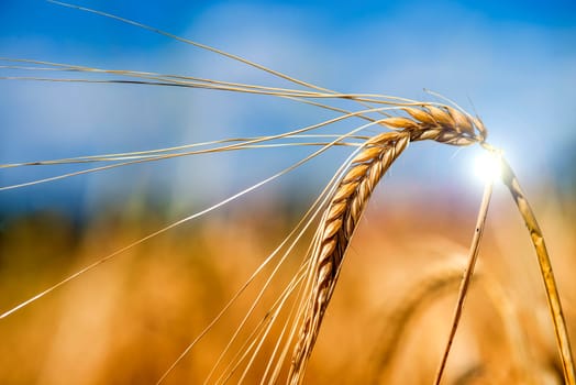 Barley,single ears with aperture stain