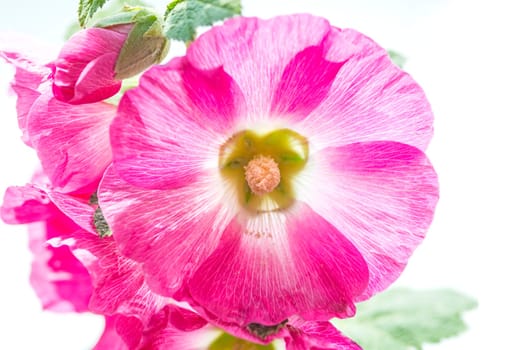 Malve,Malva arborea