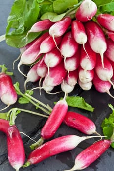 Fresh radishes in Buendel on slate slab