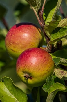 two apples on the tree, organic farming