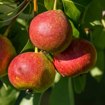 rosada three pears on the tree, organic farming