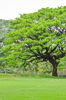 Green trees in the park