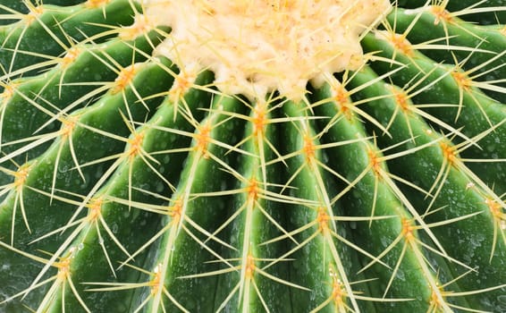 Globe shaped cactus with long spines