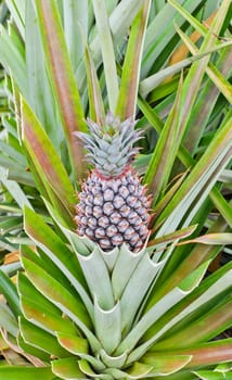 Unripe pineapple fruit