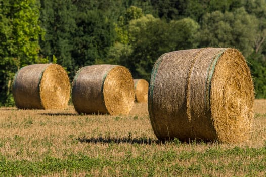 bales of hay in the field as soon as threshed