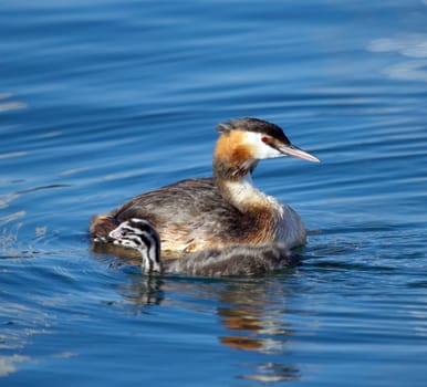 Crested grebe duck, podiceps cristatus, and baby floating on water lake