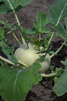 Kohlrabi