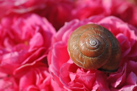 Snail on Rose