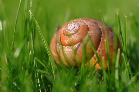Shell