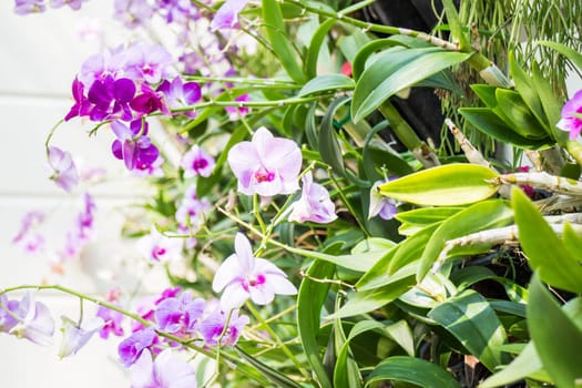 Violet orchid flower bloom in sunny day, stock photo