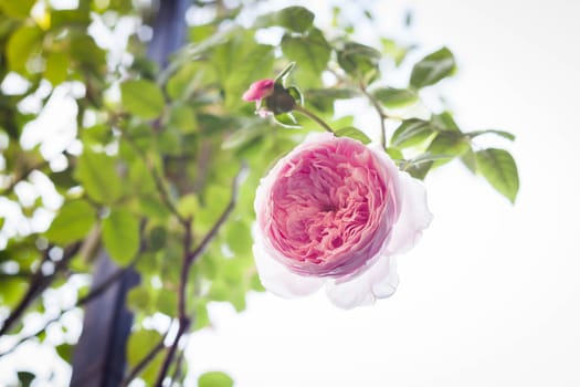 Beautiful pink rose flowers on bush, stock photo
