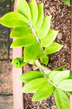 Group of fresh green leaves plant, stock photo