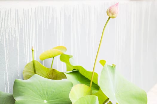 Pink lotus flowers on handmade gray wall, stock photo