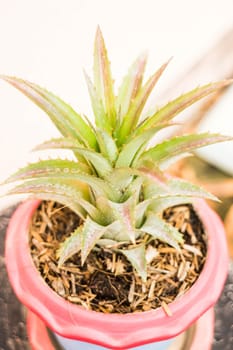 Little pineapple plant in the pot, stock photo
