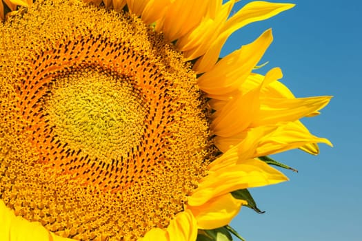 Sunflower close-up,agricultural plant in summer