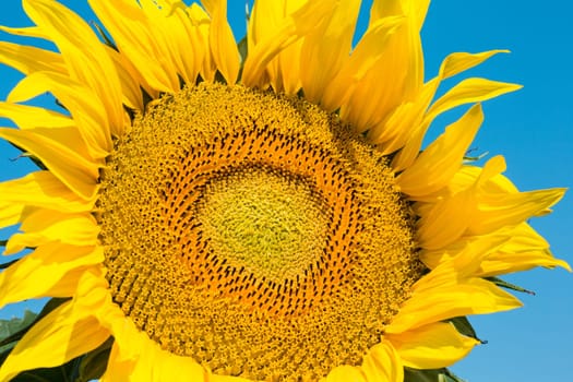 Sunflower close-up,agricultural plant in summer