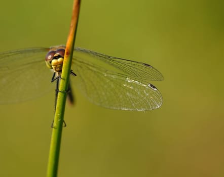 dragon-fly